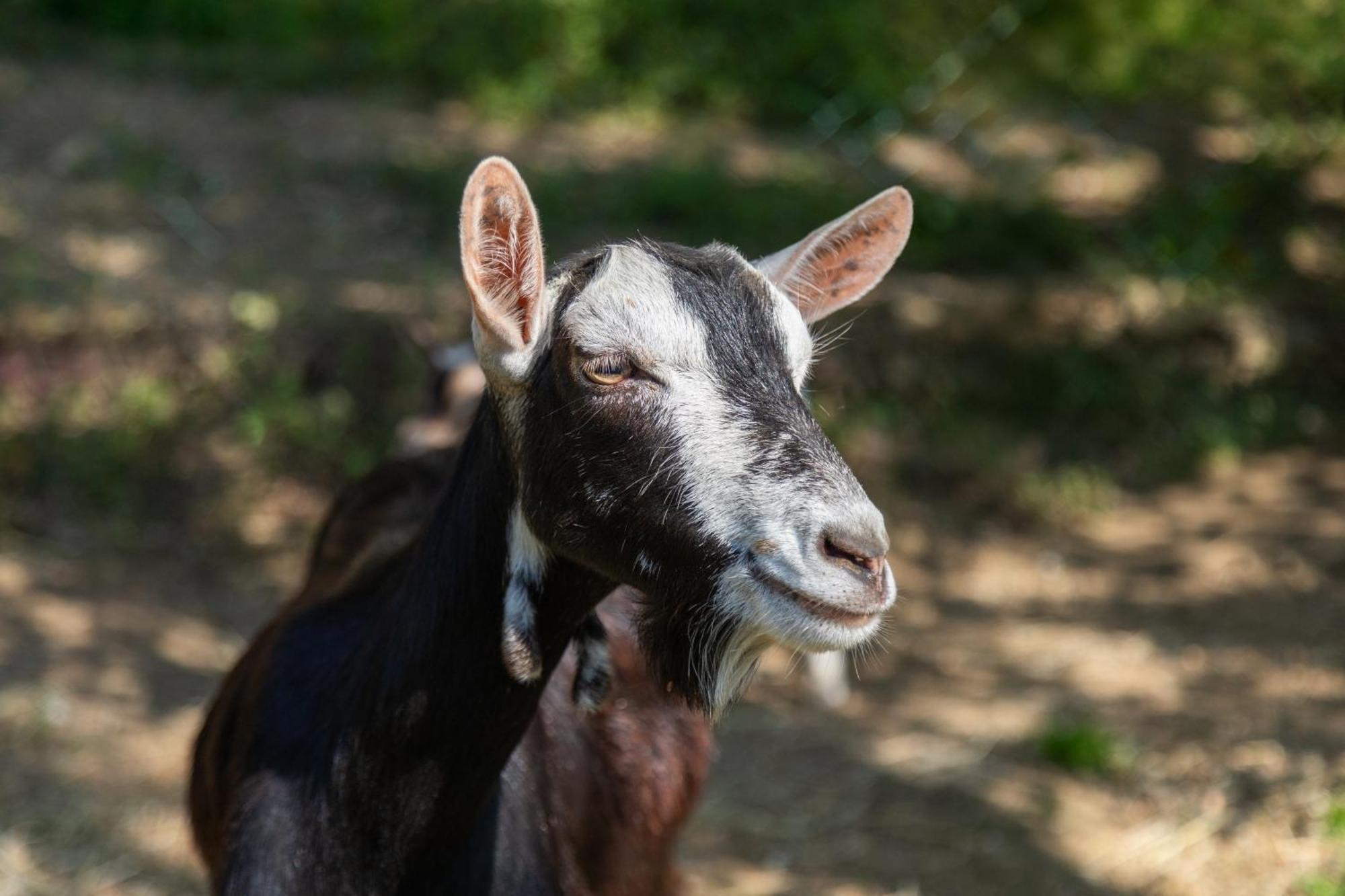 Alpaca Country House Понтедера Екстериор снимка