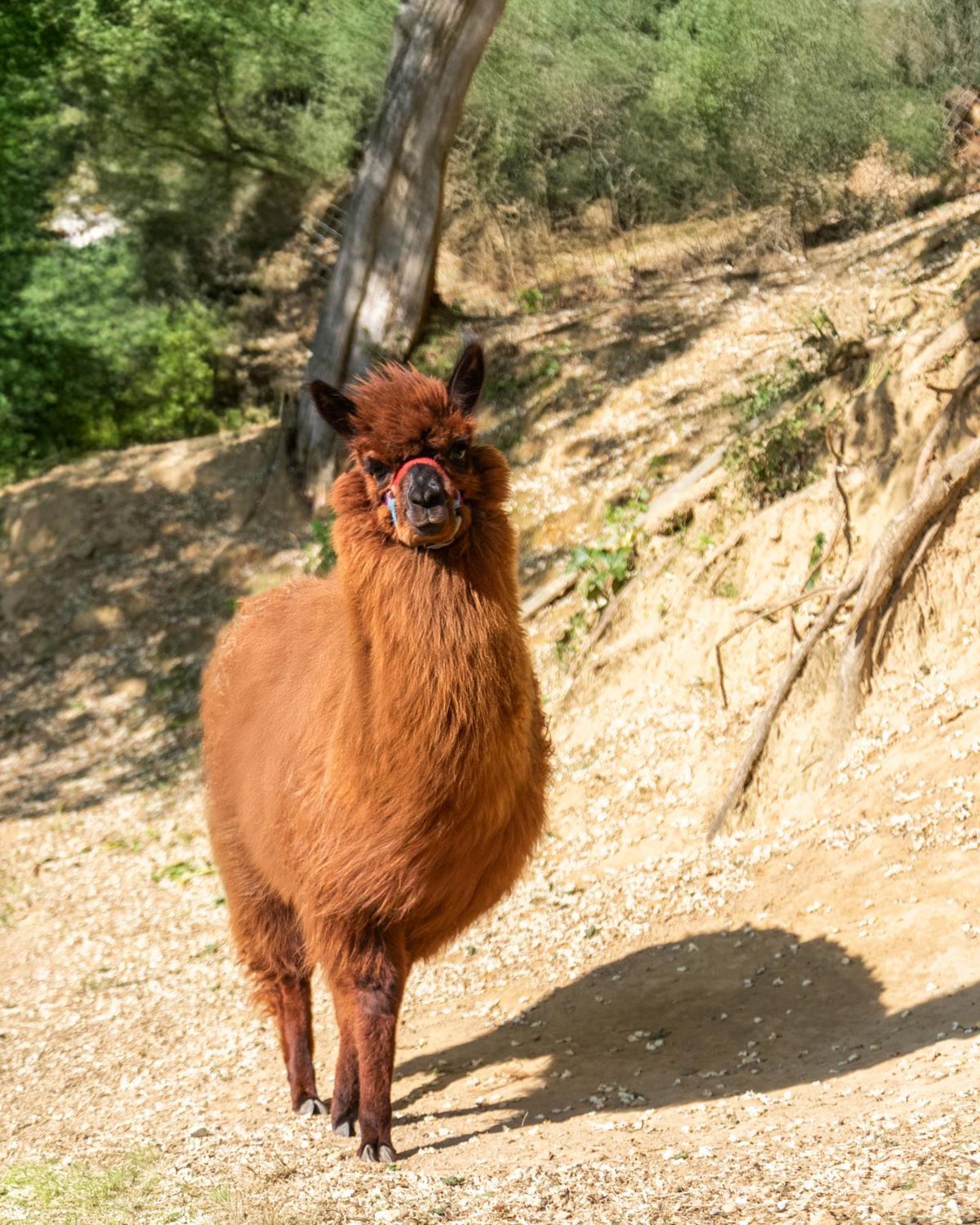 Alpaca Country House Понтедера Екстериор снимка