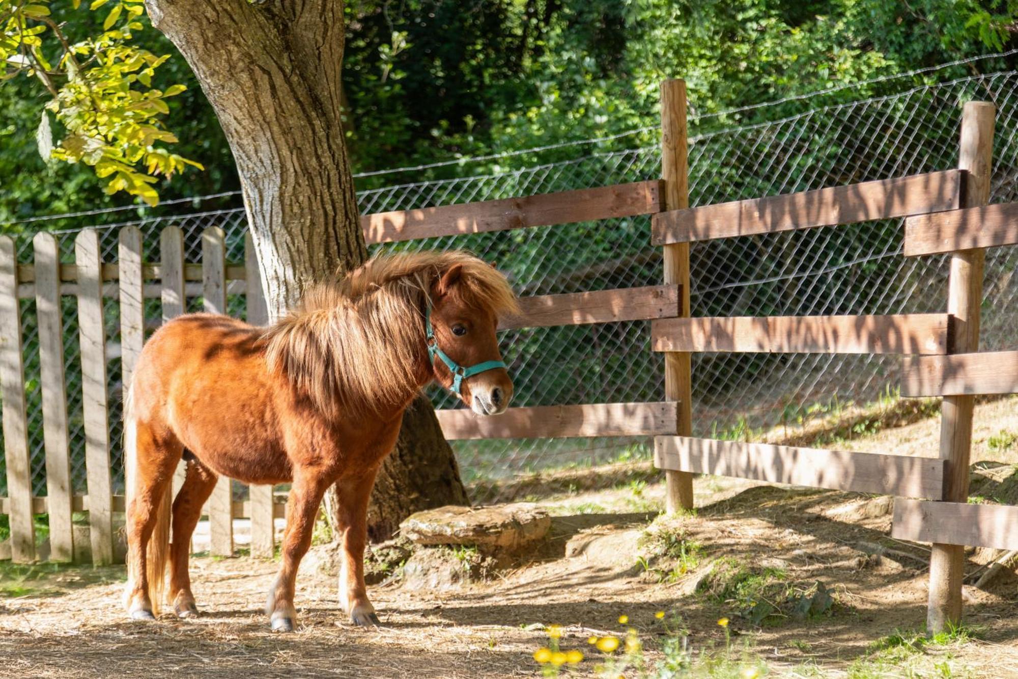 Alpaca Country House Понтедера Екстериор снимка