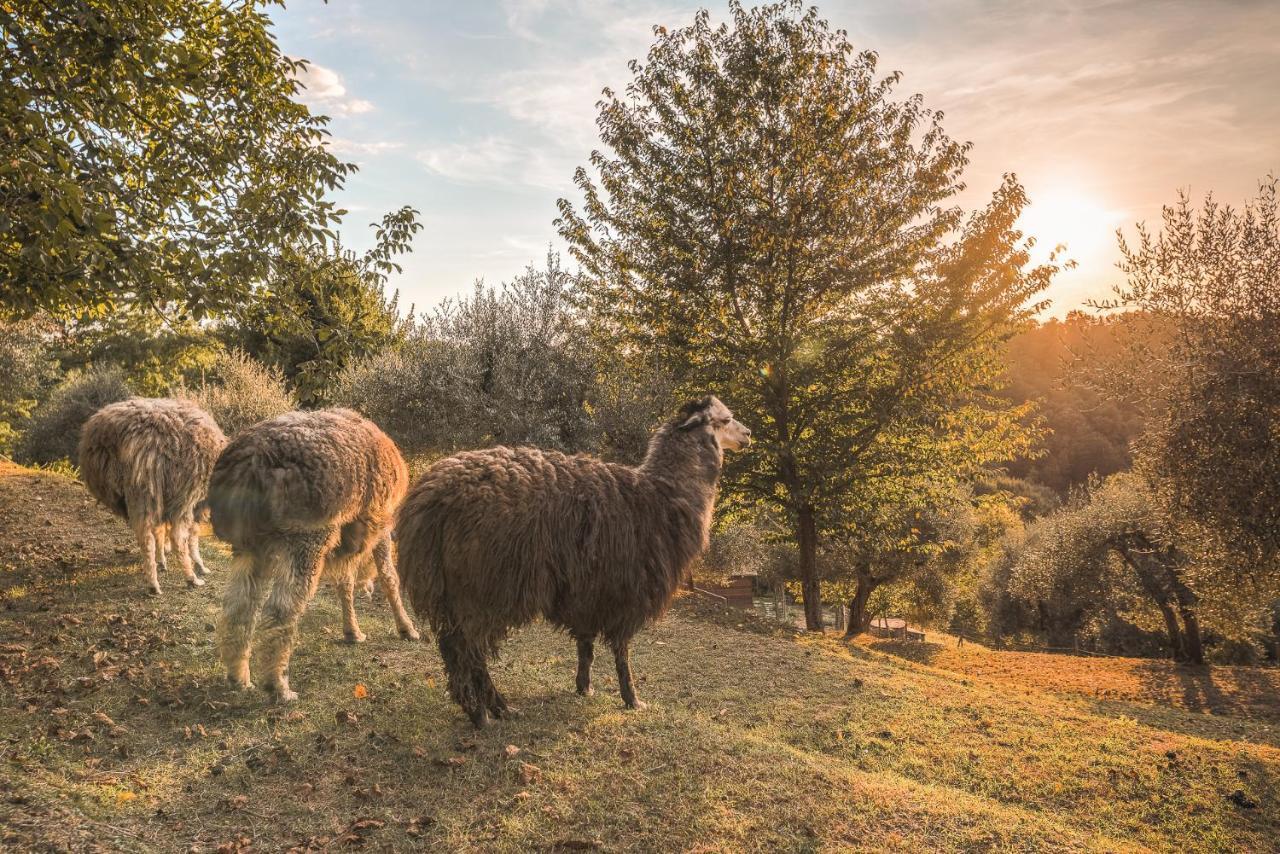 Alpaca Country House Понтедера Екстериор снимка