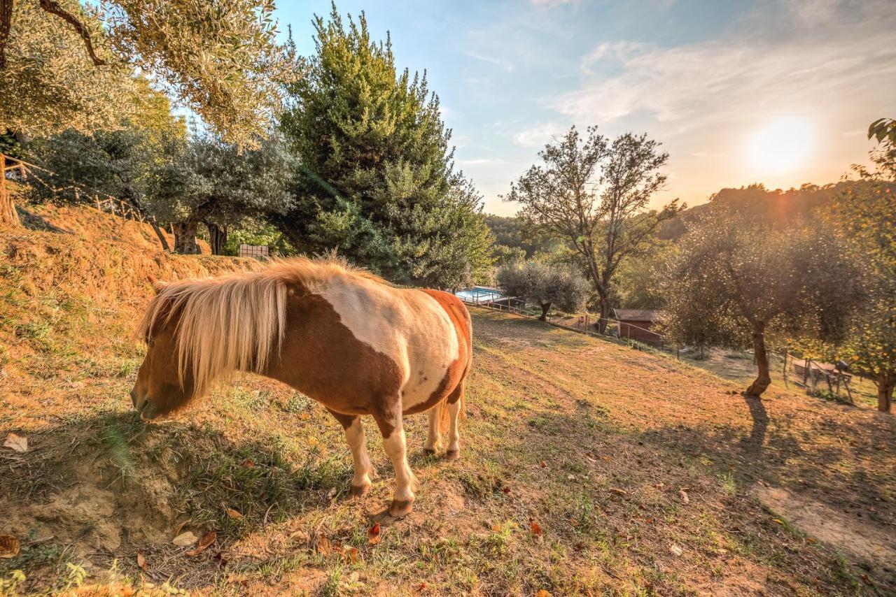 Alpaca Country House Понтедера Екстериор снимка