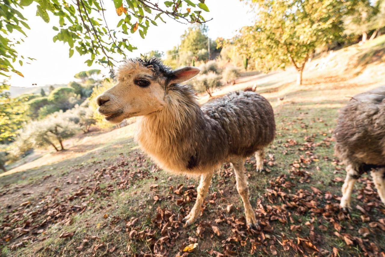 Alpaca Country House Понтедера Екстериор снимка